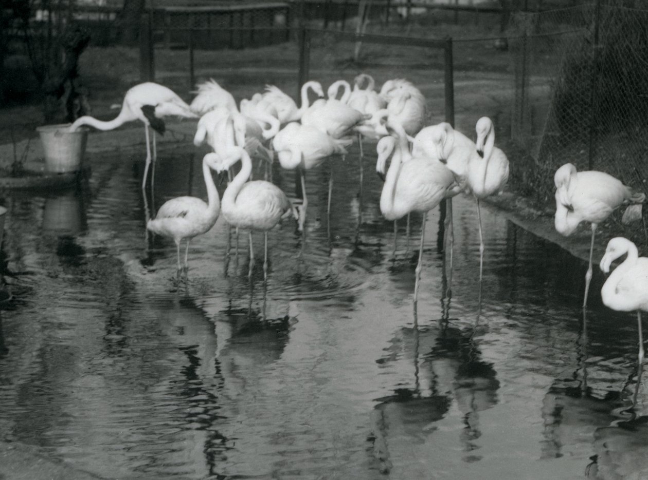 ロンドン動物園の池にいるオオフラミンゴ、1926 作： フレデリックウィリアムボンド