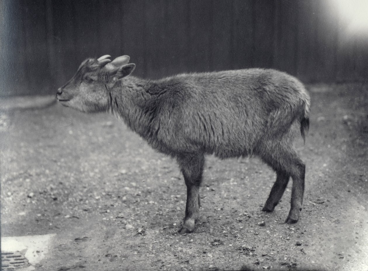 ヒマラヤゴーラル、ロンドン動物園、1914年。 作： フレデリックウィリアムボンド