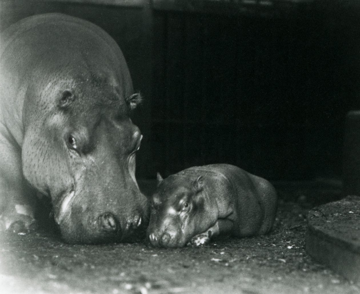 1927年3月にロンドン動物園で男性の子牛のジミーと一緒にいるカバジョーン 作： フレデリックウィリアムボンド
