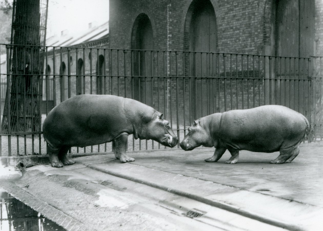 カバのボビーとジョーンは、1923年にロンドン動物園で紹介されました（bw写真） 作： フレデリックウィリアムボンド