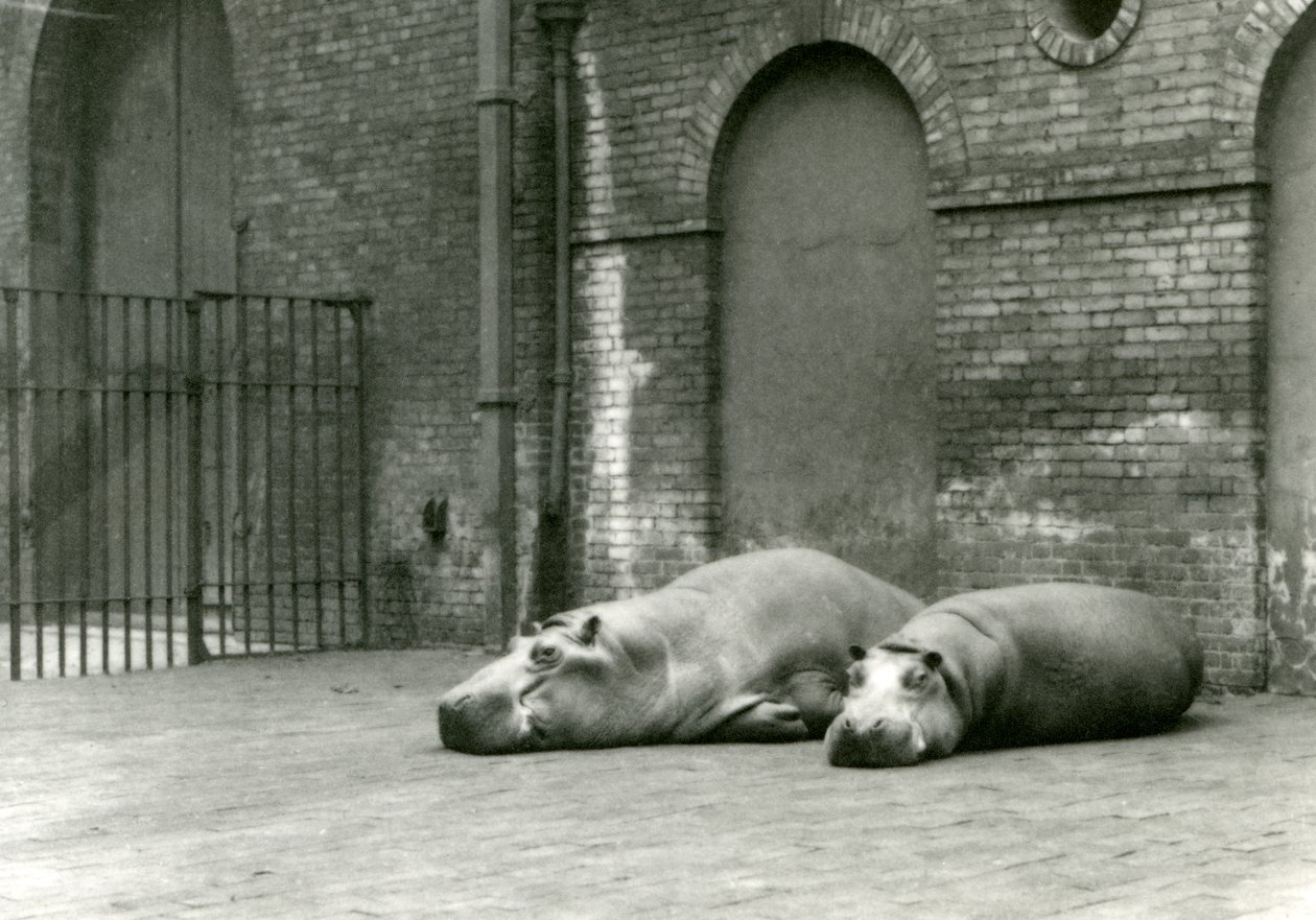 1923年7月、ロンドン動物園でのカバボビーとジョーン（bw写真） 作： フレデリックウィリアムボンド