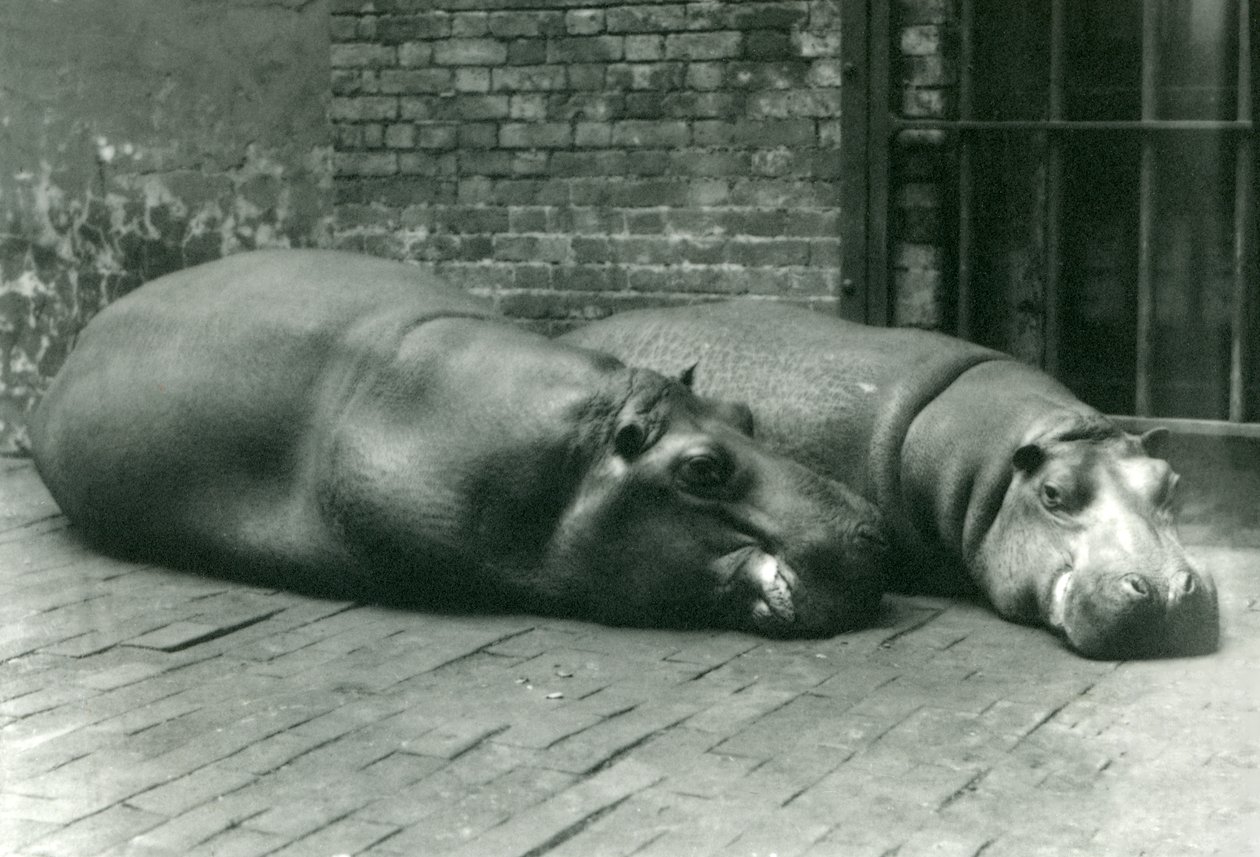 1923年7月、ロンドン動物園のカバのボビーとジョアンが囲いに横たわる（bw写真） 作： フレデリックウィリアムボンド