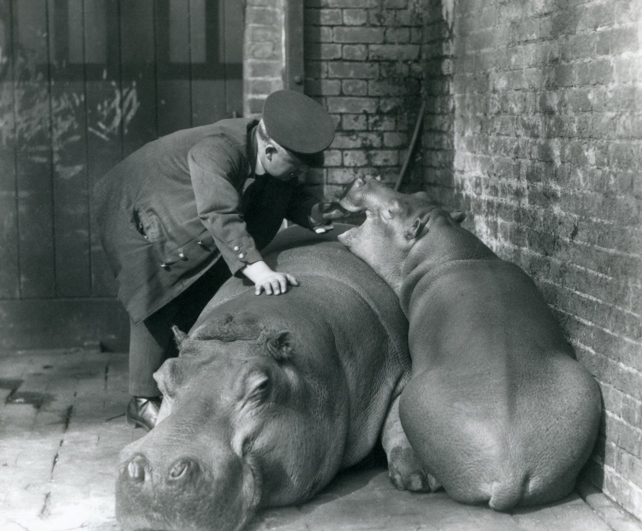 1927年のロンドン動物園でのカバジョーンとジミー 作： フレデリックウィリアムボンド