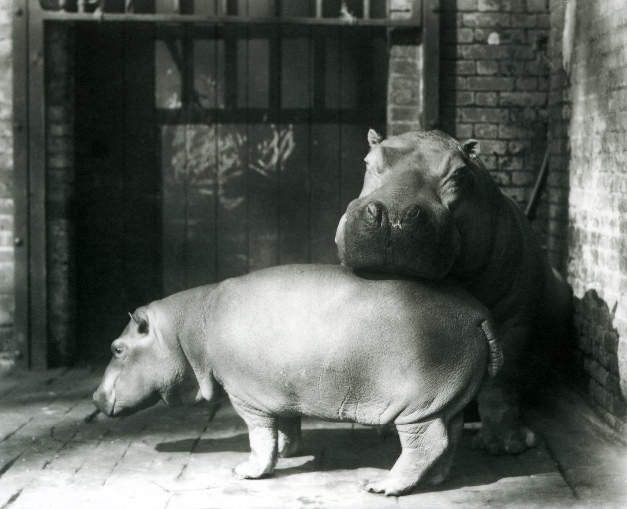 1927年のロンドン動物園でのカバジョーンとジミー 作： フレデリックウィリアムボンド