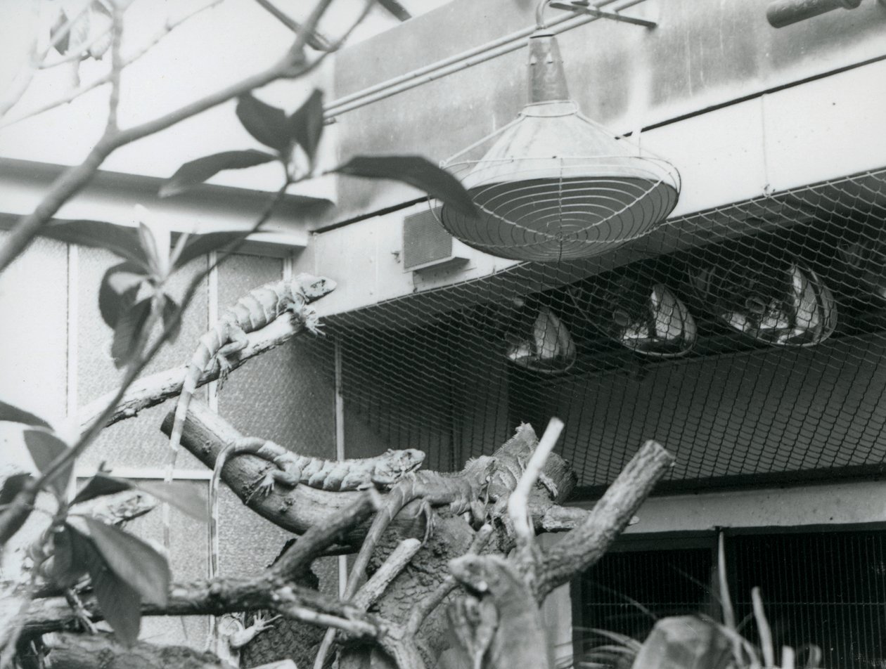 囲いの中で人工的な日差しを浴びるイグアナ（ロンドン動物園、1928年8月）（モノクロ写真 作： フレデリックウィリアムボンド