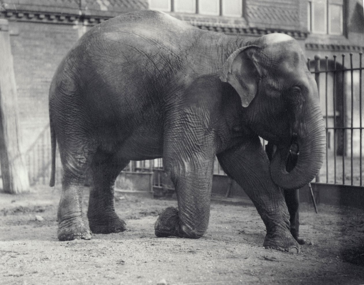 1914年4月、ロンドン動物園で飼育員とひざまずいてインド象、アッサムルキ 作： フレデリックウィリアムボンド