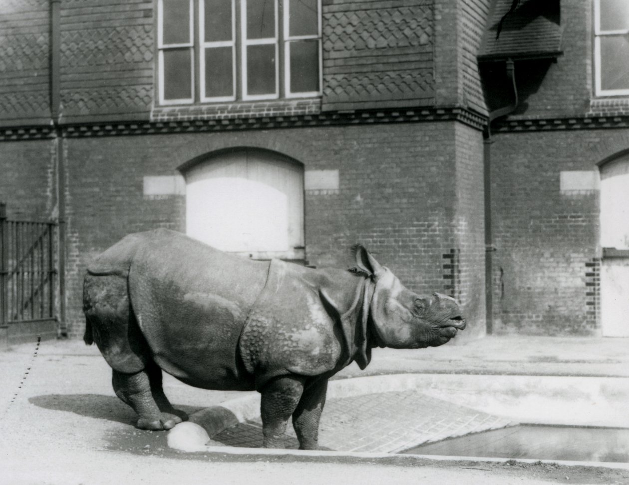 1927年にロンドン動物園のプールの端に立っているインドのサイフェリックス 作： フレデリックウィリアムボンド
