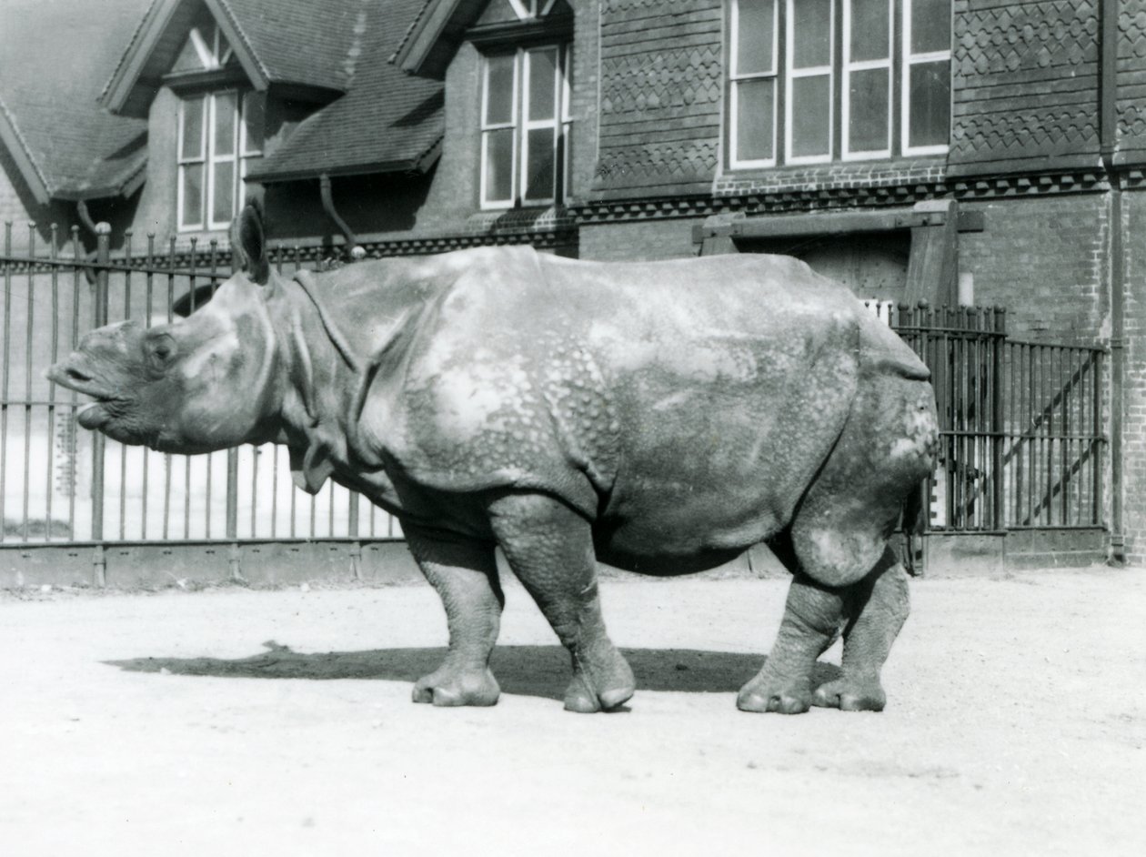 1927年にロンドン動物園のパドックに立っているインドのサイフェリックス 作： フレデリックウィリアムボンド