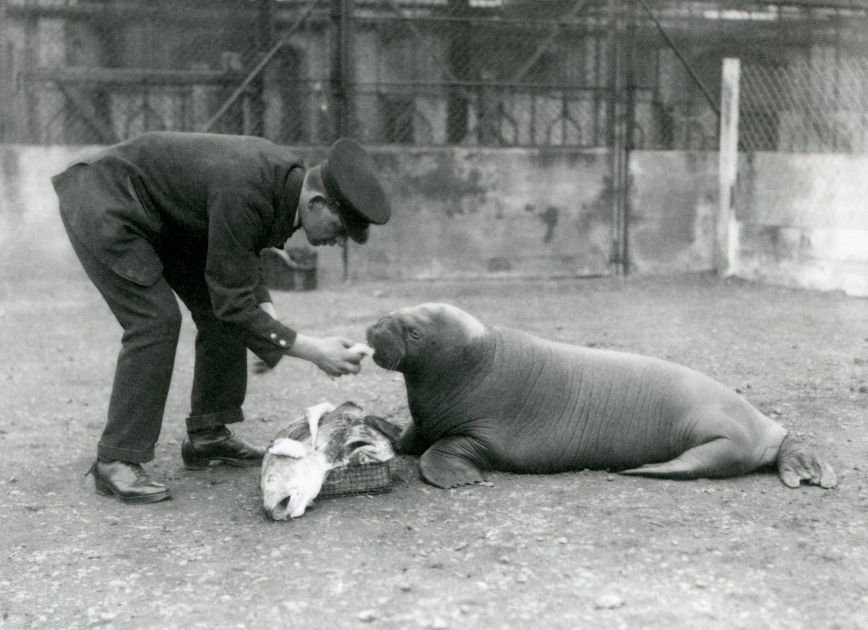 キーパー、アーサーチャンドラー、若いセイウチに魚に餌をやる、ロンドン動物園、1924 作： フレデリックウィリアムボンド
