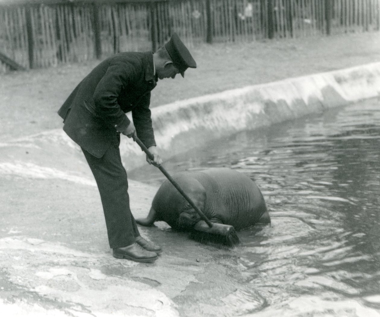 キーパーアーサーチャンドラー、ロンドン動物園、1924年のセイウチのプールを席巻 作： フレデリックウィリアムボンド
