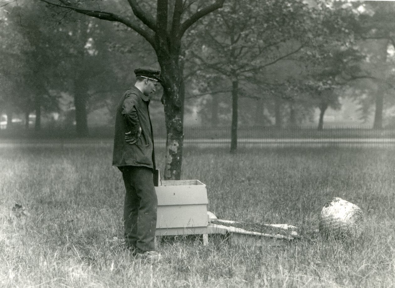 ミツバチの群れを動かすキーパーブラウン、ロンドン動物園、1926年7月 作： フレデリックウィリアムボンド