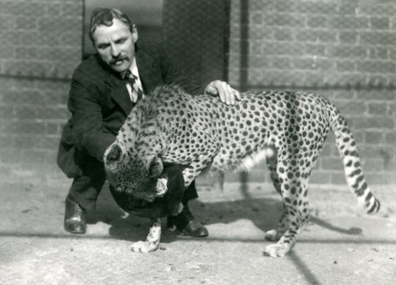 1922年10月、ロンドン動物園で遊び心のあるチーターとキーパーチャールズディクソン 作： フレデリックウィリアムボンド