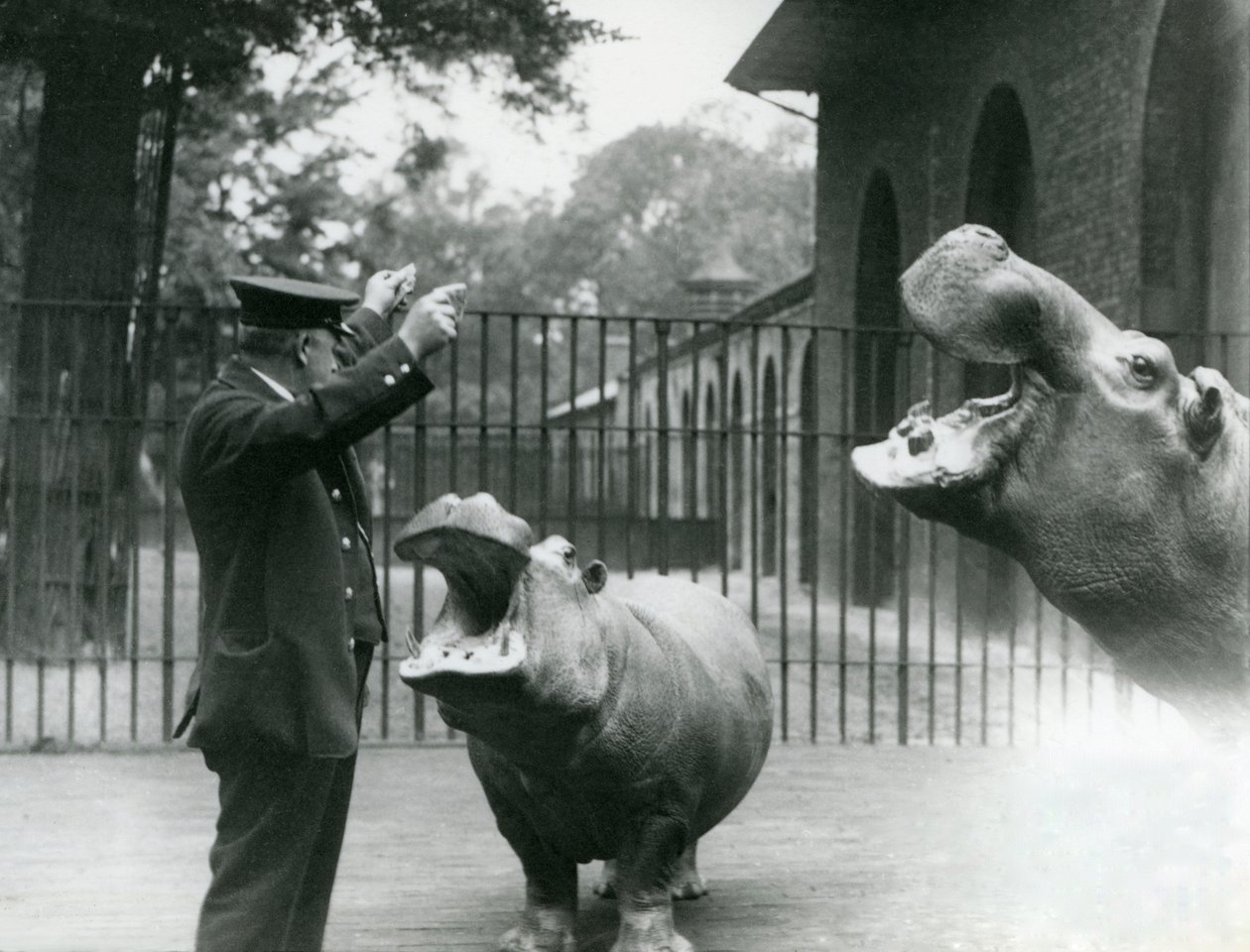 1923年7月、ロンドン動物園でのカバボビーとジョアンと一緒のキーパーアーニーボウマン（bw写真） 作： フレデリックウィリアムボンド
