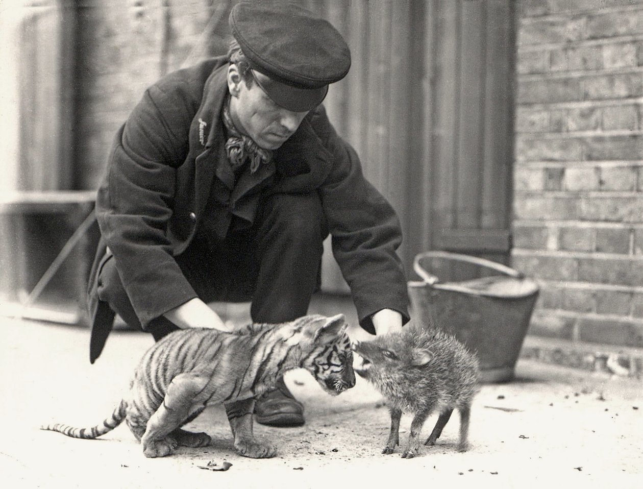 1914年5月にZSLロンドン動物園で撮影された虎の子とペッカリーを飼っているキーパーH.ワーウィック 作： フレデリックウィリアムボンド