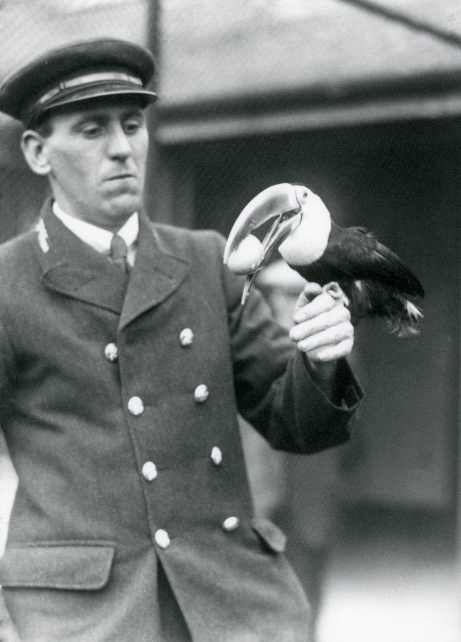 飼育係のトーマスラゲット、1924年にロンドン動物園で卵を口にしたオオハシオオハシを抱きしめる 作： フレデリックウィリアムボンド