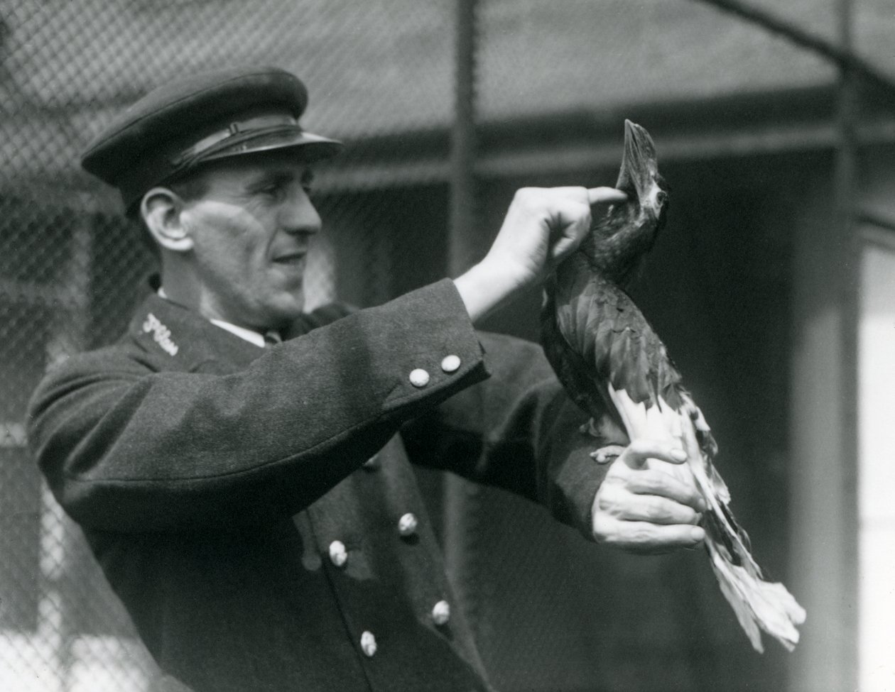 キーパー、トーマスラゲット、ロンドン動物園での法案の下でグレートインディアンサイチョウを撫でて、1924 作： フレデリックウィリアムボンド