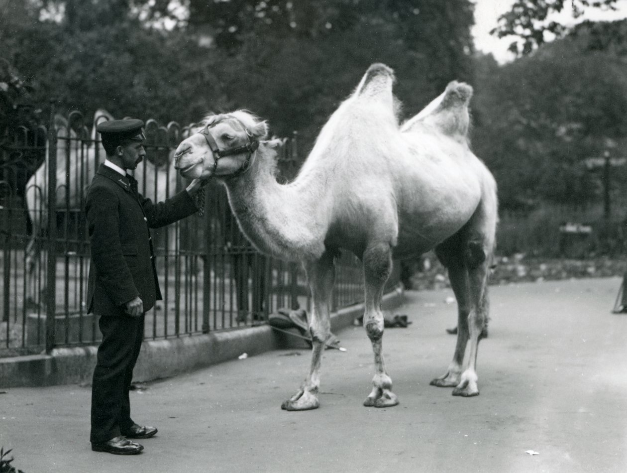 1914年7月、ロンドン動物園でのフタコブラクダのいるキーパーW.スタイル 作： フレデリックウィリアムボンド