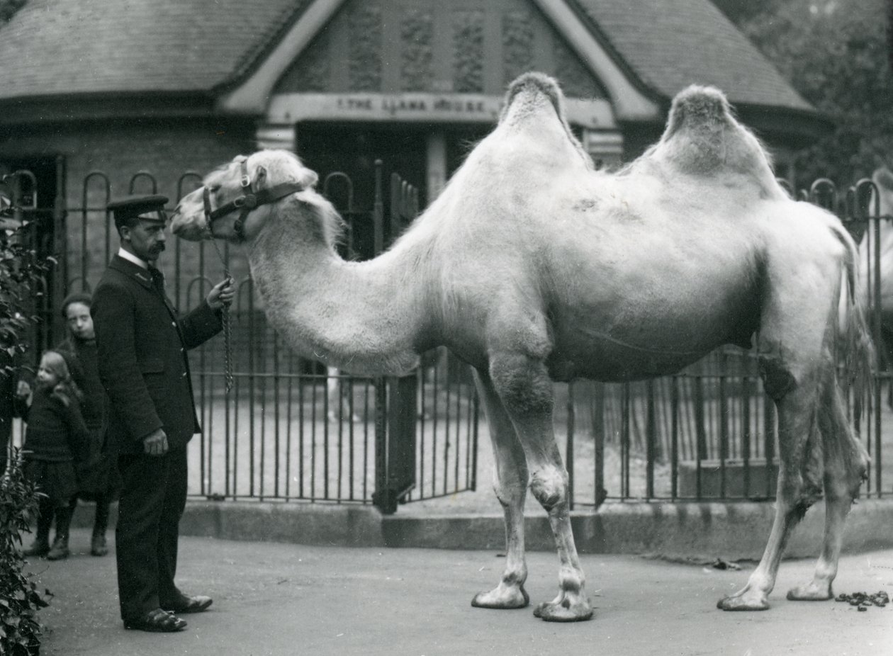 1914年7月、ロンドン動物園のラマハウスの外にいるバクトリアラクダと一緒のキーパーW.スタイル 作： フレデリックウィリアムボンド