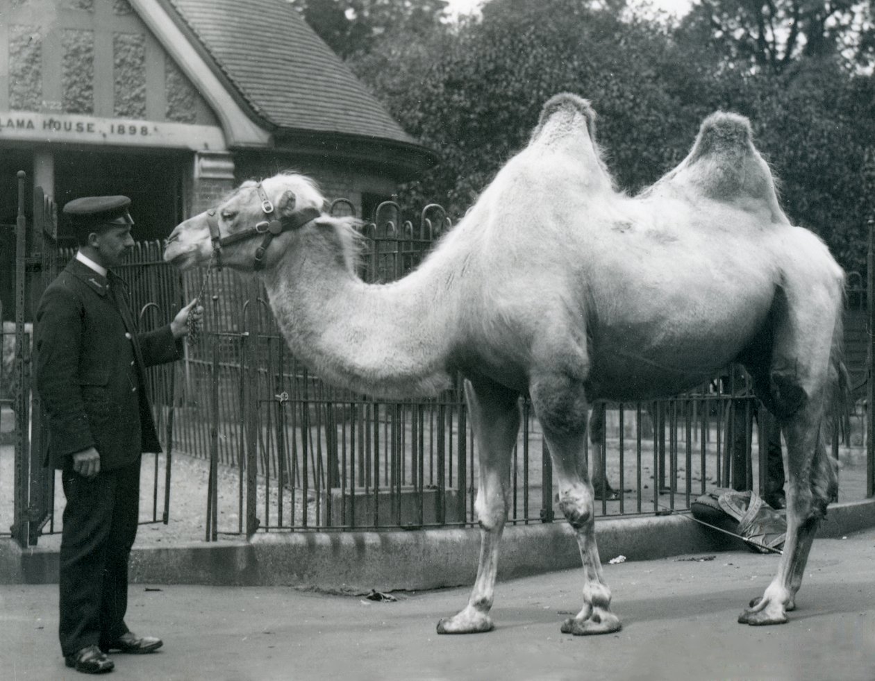 1914年7月、ロンドン動物園のラマハウスの外にいるバクトリアラクダと一緒のキーパーW.スタイル 作： フレデリックウィリアムボンド