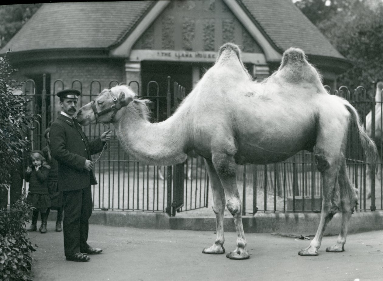 1914年7月、ロンドン動物園のラマハウスの外にいるバクトリアラクダと一緒のキーパーW.スタイル 作： フレデリックウィリアムボンド