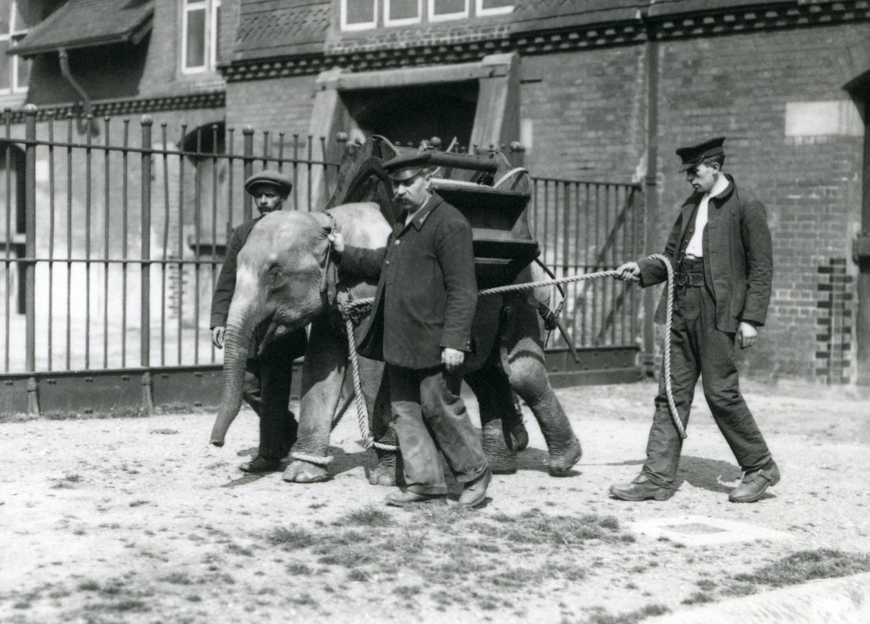 キーパーズジャックミルボーン、Hロバートソン、トーマス、1922年5月、ロンドン動物園で若いアジアゾウを訓練する（bw写真） 作： フレデリックウィリアムボンド