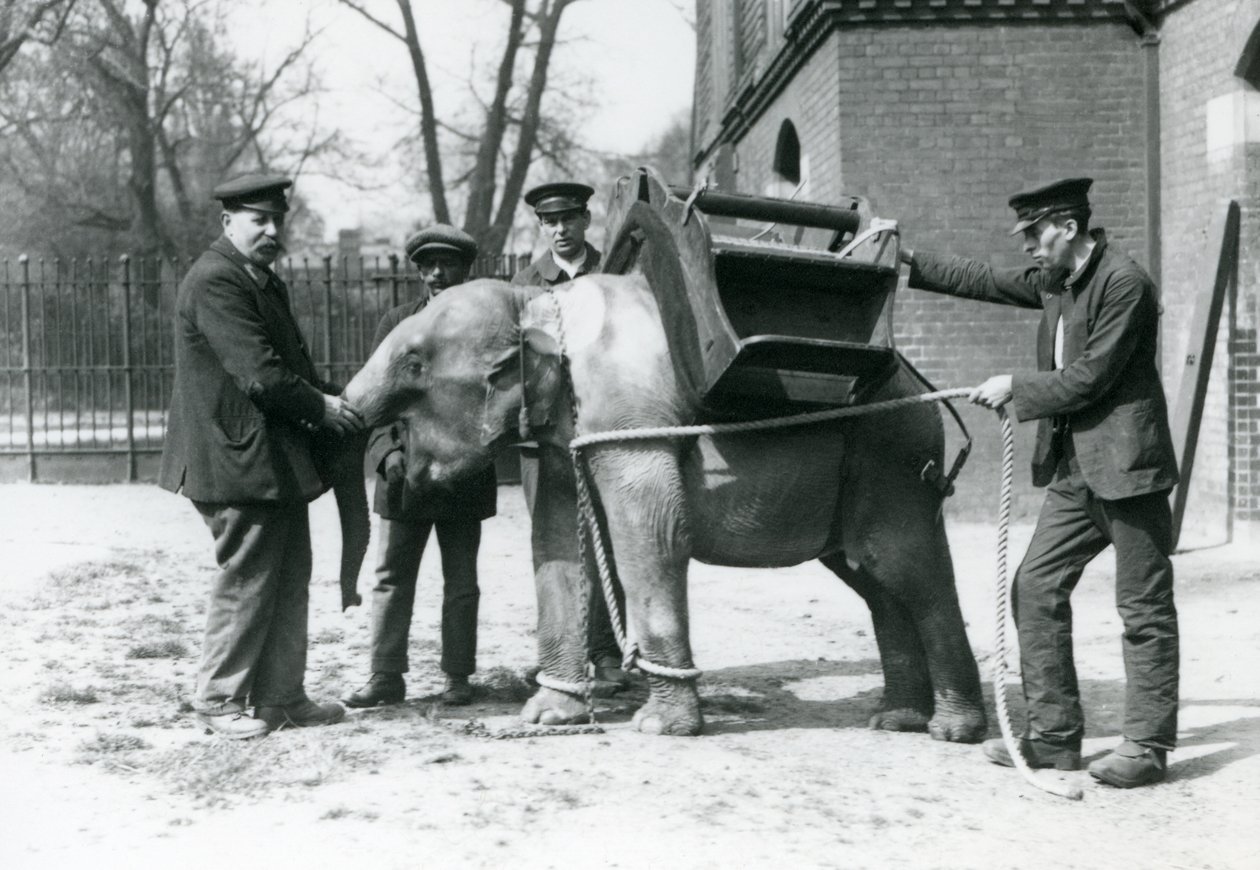 キーパーズジャックミルボーン、Hロバートソン、トーマス、1922年5月、ロンドン動物園で若いアジアゾウを訓練する（bw写真） 作： フレデリックウィリアムボンド