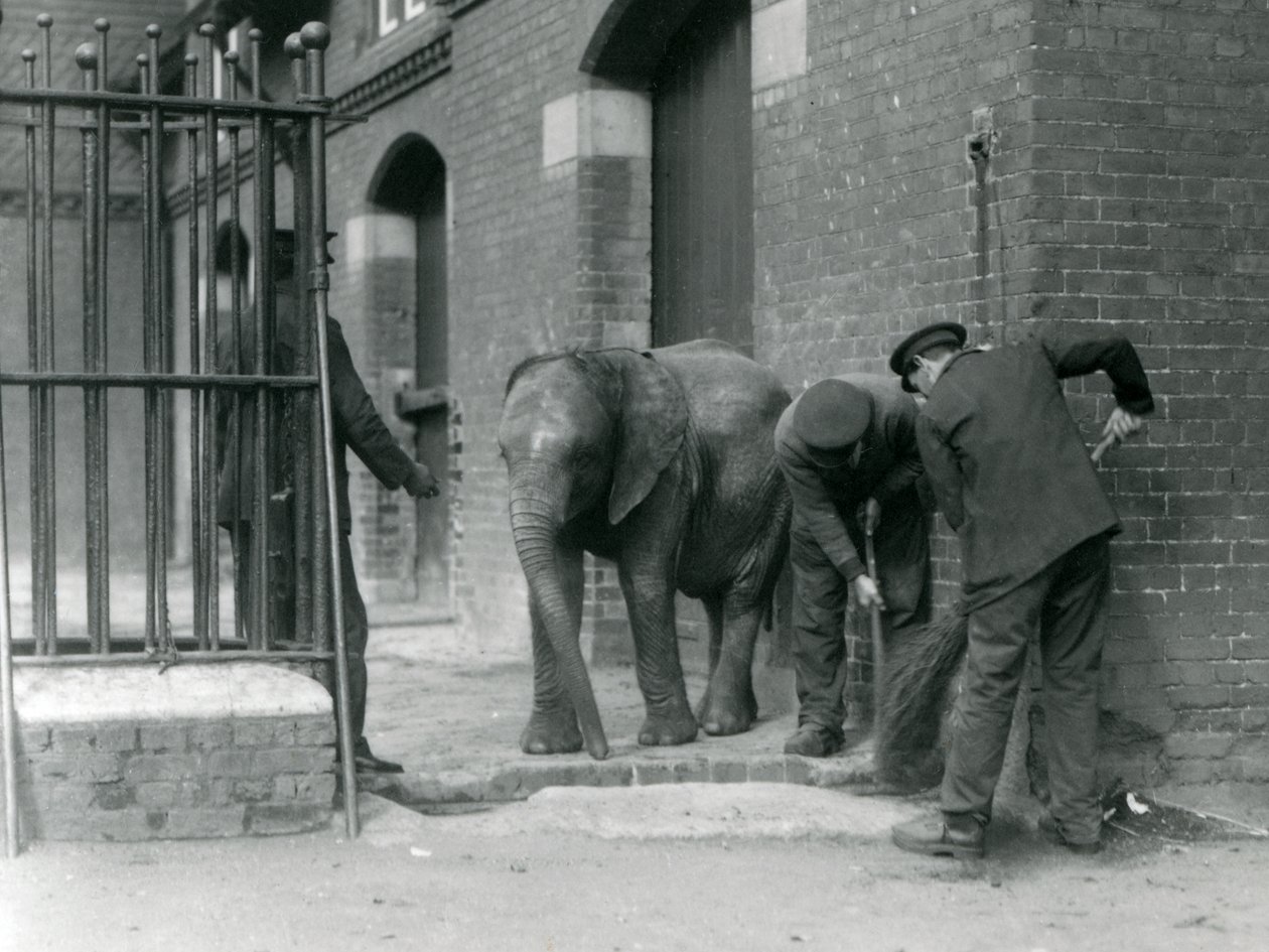 若い男性のアフリカゾウの飼育係キベレンゲ、ロンドン動物園、1924 作： フレデリックウィリアムボンド