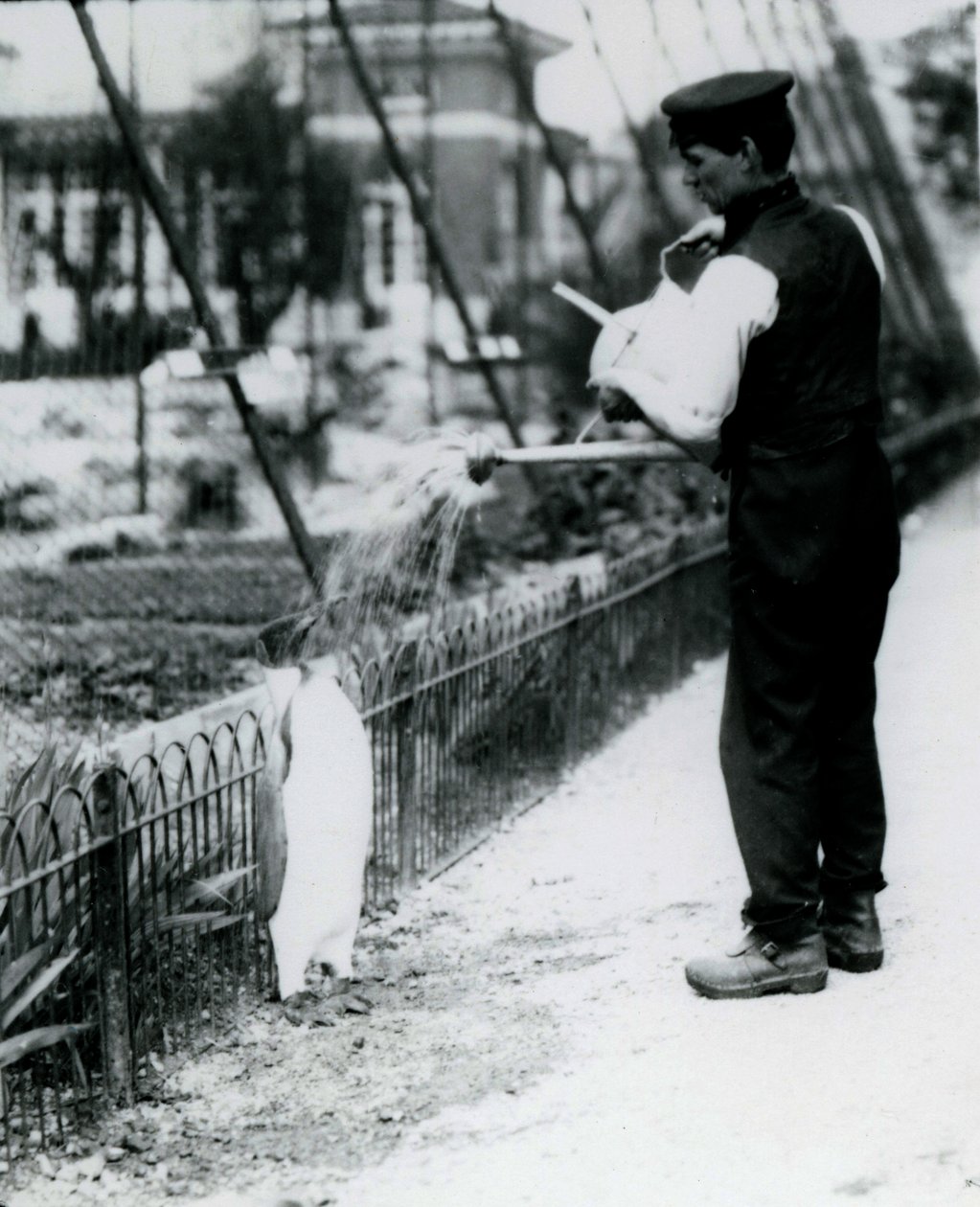 1914年5月、ロンドン動物園で飼育員のハリーマンローが水まき缶を使ってシャワーを浴びたペンギン王。第1次世界大戦でマンローが殺され、軍隊、飛行船、対潜兵隊で戦った。 作： フレデリックウィリアムボンド