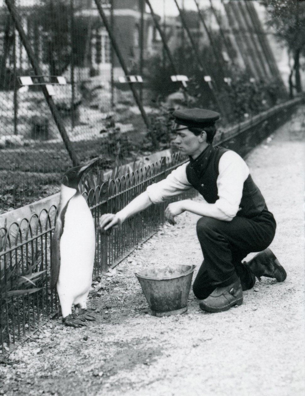 1914年5月、ロンドン動物園でスポンジを使ってキーパーのハリーマンローに洗面所を与えられたペンギン王。マンローは第一次世界大戦で軍隊、飛行船、対潜水艦で殺害されました。 作： フレデリックウィリアムボンド