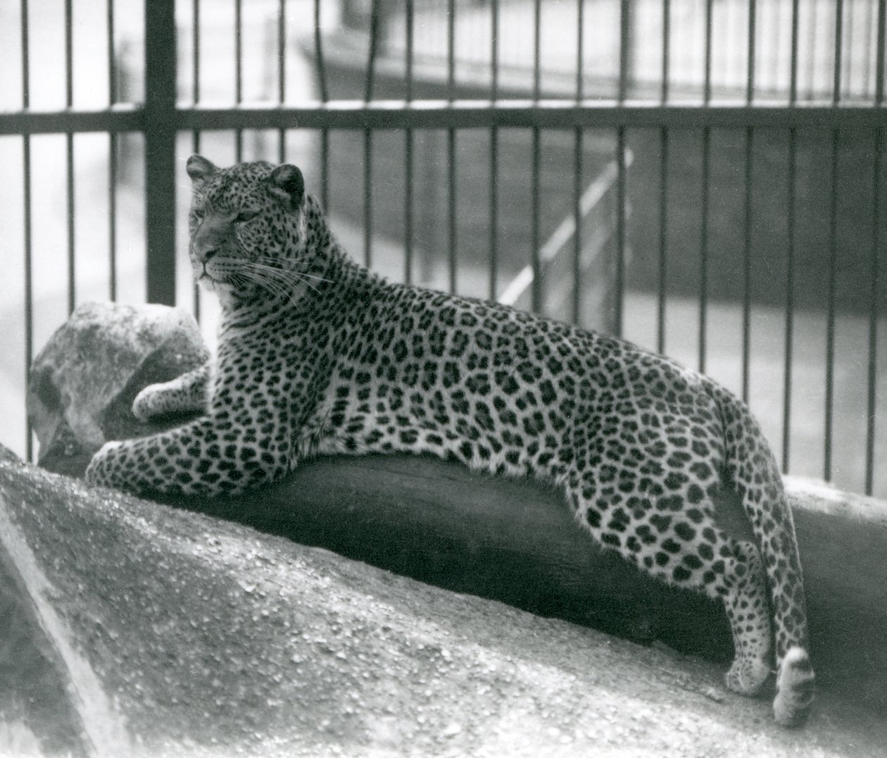 1925年7月にロンドン動物園の囲いの丸太に横になっているヒョウレックス 作： フレデリックウィリアムボンド