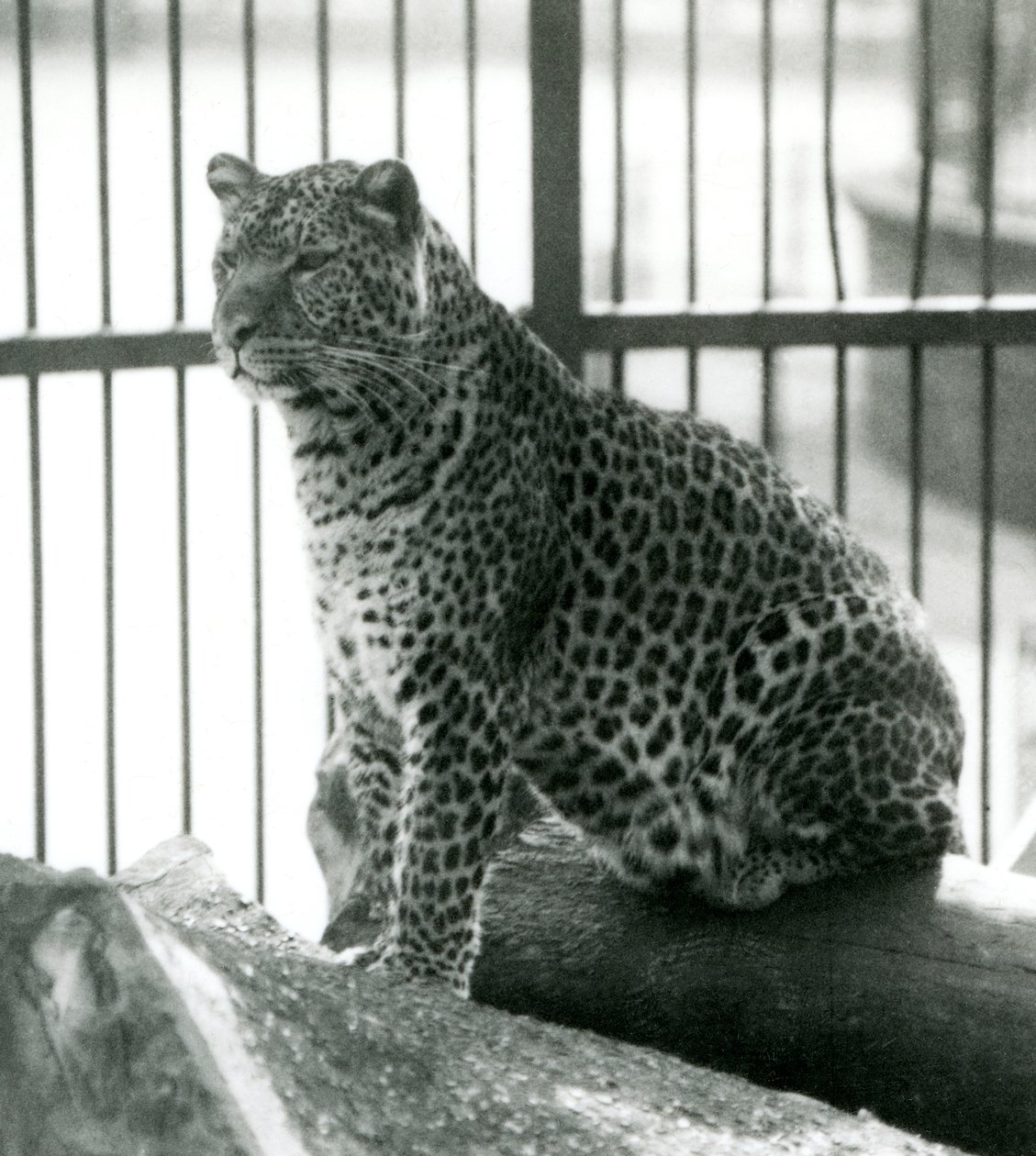 1925年6月にロンドン動物園の囲いのログに座っているヒョウレックス 作： フレデリックウィリアムボンド