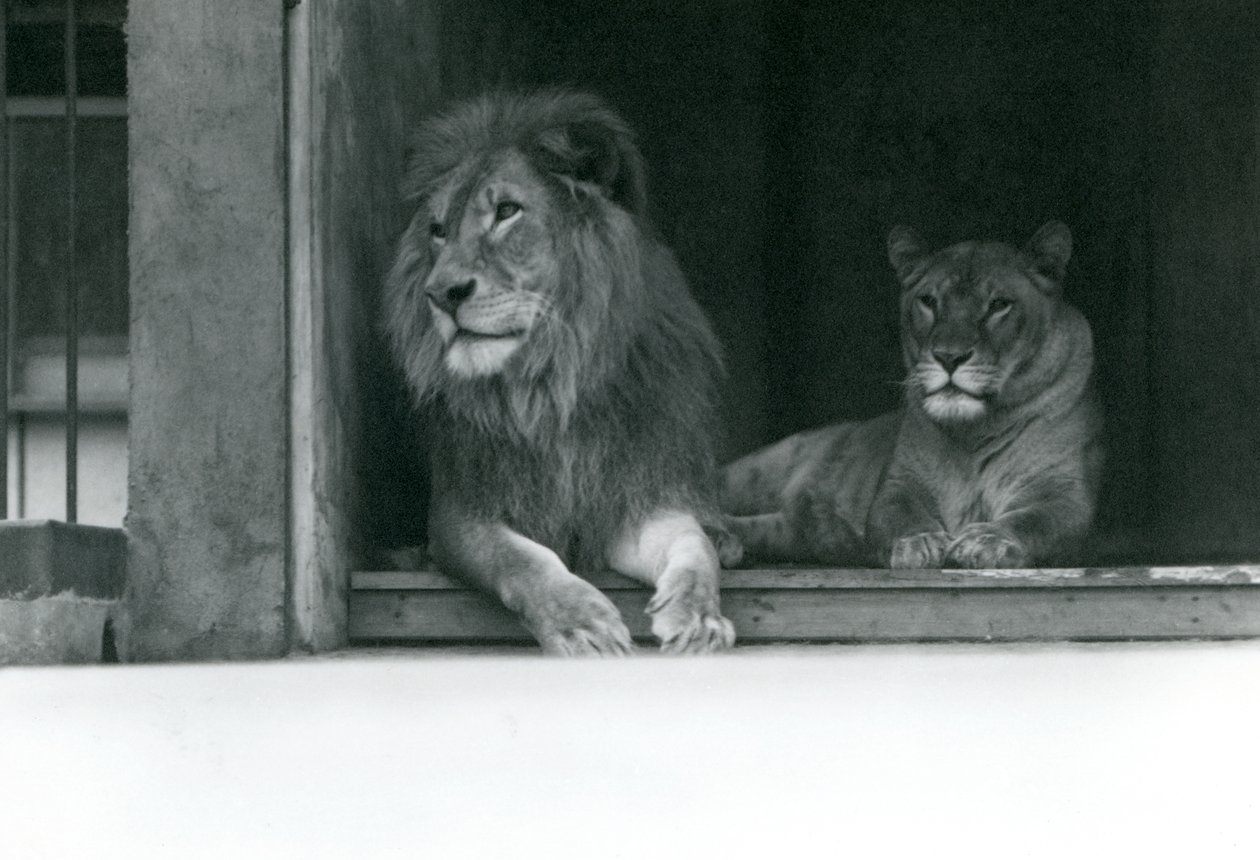 1924年7月、ZSLロンドン動物園でのライオンとライオネスクジャとキャロライン 作： フレデリックウィリアムボンド