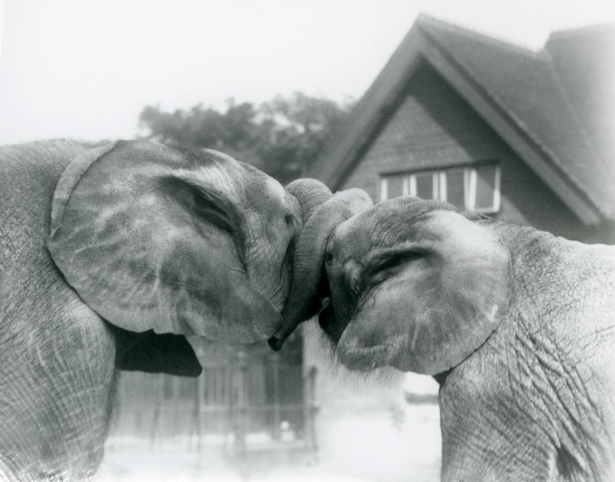 1927年10月、ロンドンの動物園で幹を結び、アフリカの象のキベレンゲ（オス）とアフリカの象（ハンゴ）をお互いに挨拶します。 作： フレデリックウィリアムボンド