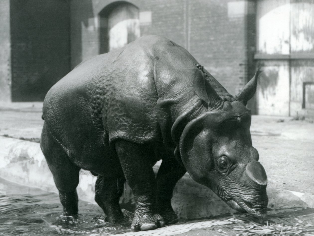 1928年にロンドン動物園にプールを離れるオスのインドのサイフェリックス 作： フレデリックウィリアムボンド