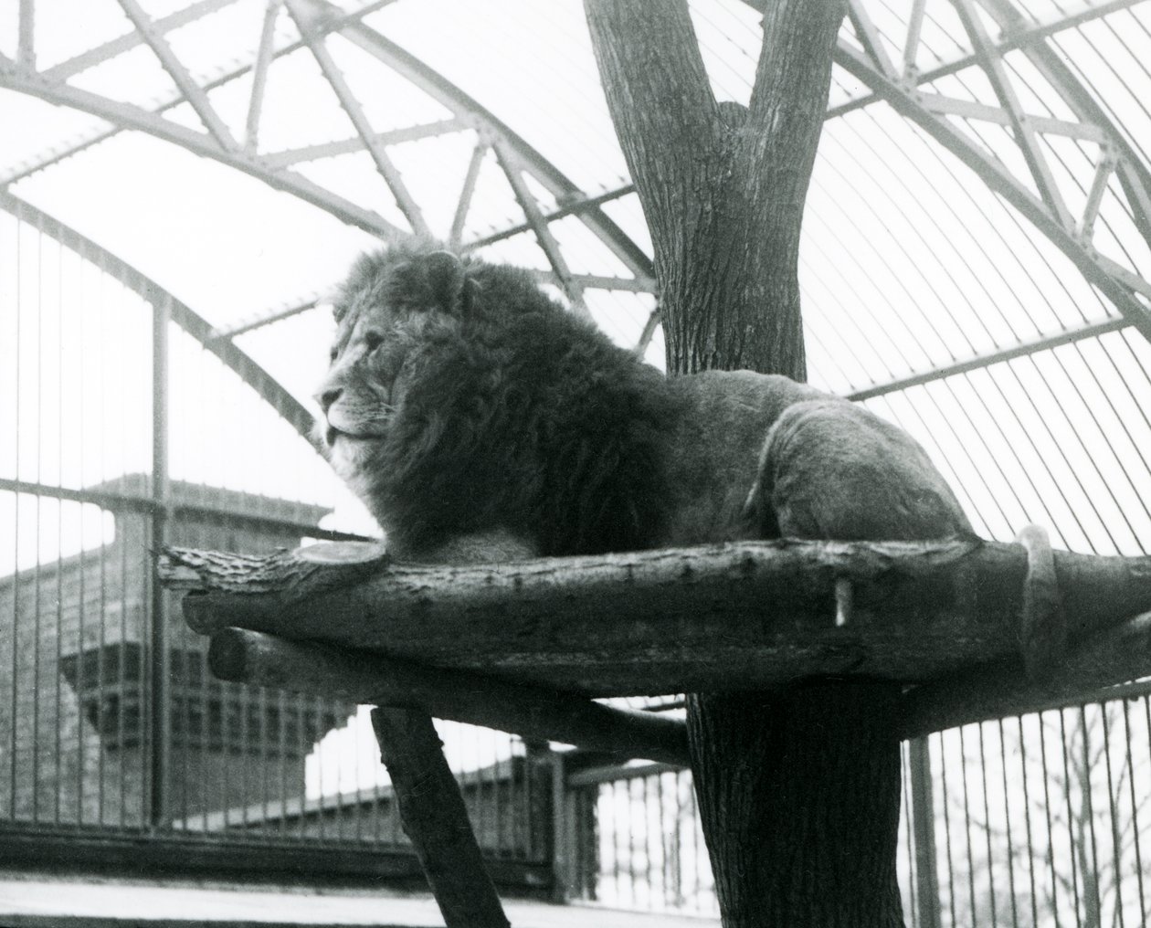1929年、ロンドン動物園の囲いの中で、小さな木の幹の周りに作られた高い台の上で休んでいるオスのライオン「Abdullah」(モノクロ写真) 作： フレデリックウィリアムボンド