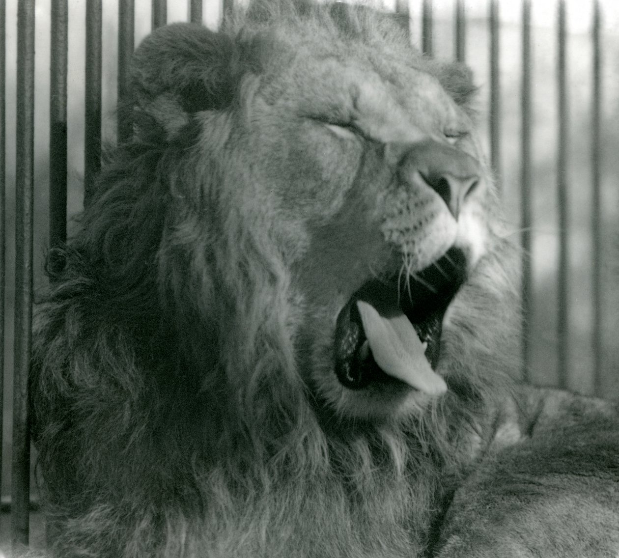 オスのライオン、アブドラは1925年にロンドン動物園で彼の囲いの中であくびをしました 作： フレデリックウィリアムボンド