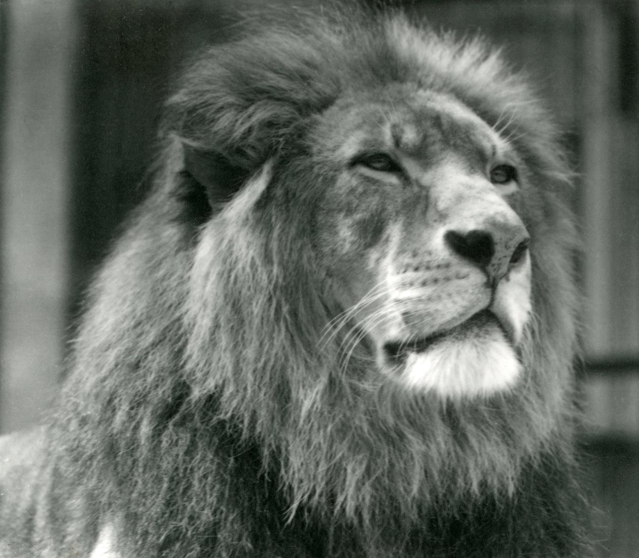 1924年8月にロンドン動物園で雄ライオンクジャ 作： フレデリックウィリアムボンド
