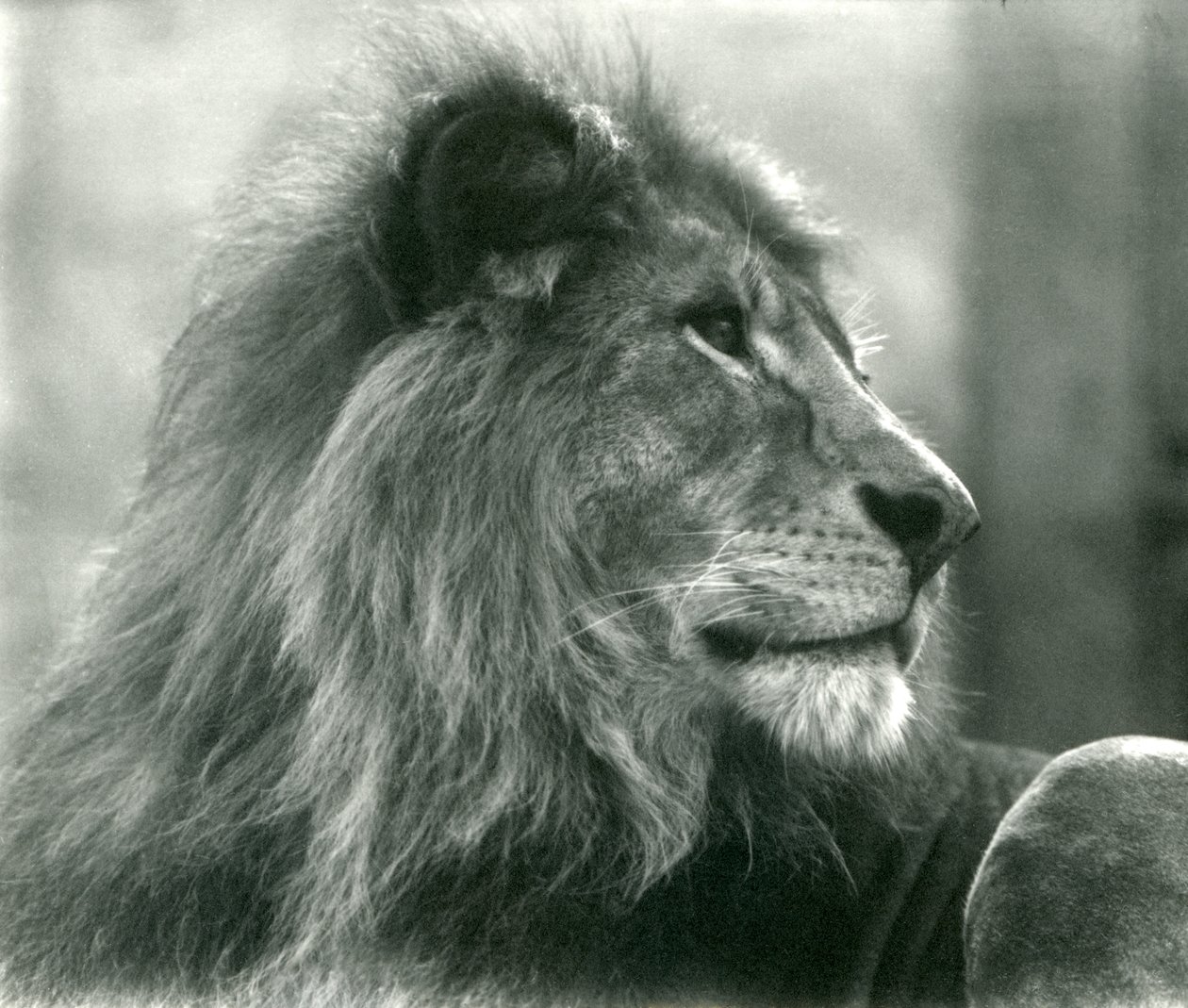 1925年1月にロンドン動物園で雄ライオンクジャ 作： フレデリックウィリアムボンド