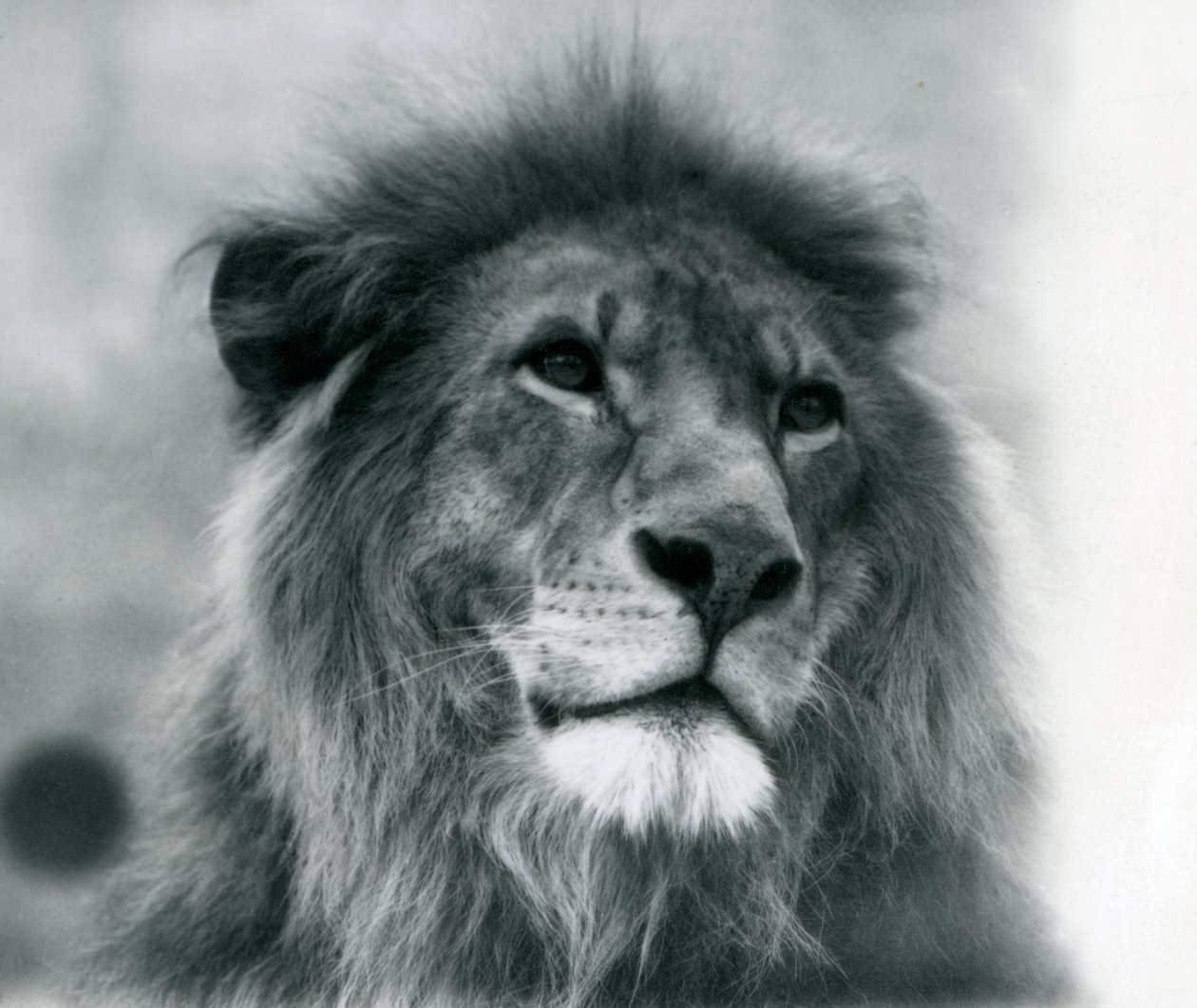 1925年1月にロンドン動物園で雄ライオンクジャ 作： フレデリックウィリアムボンド