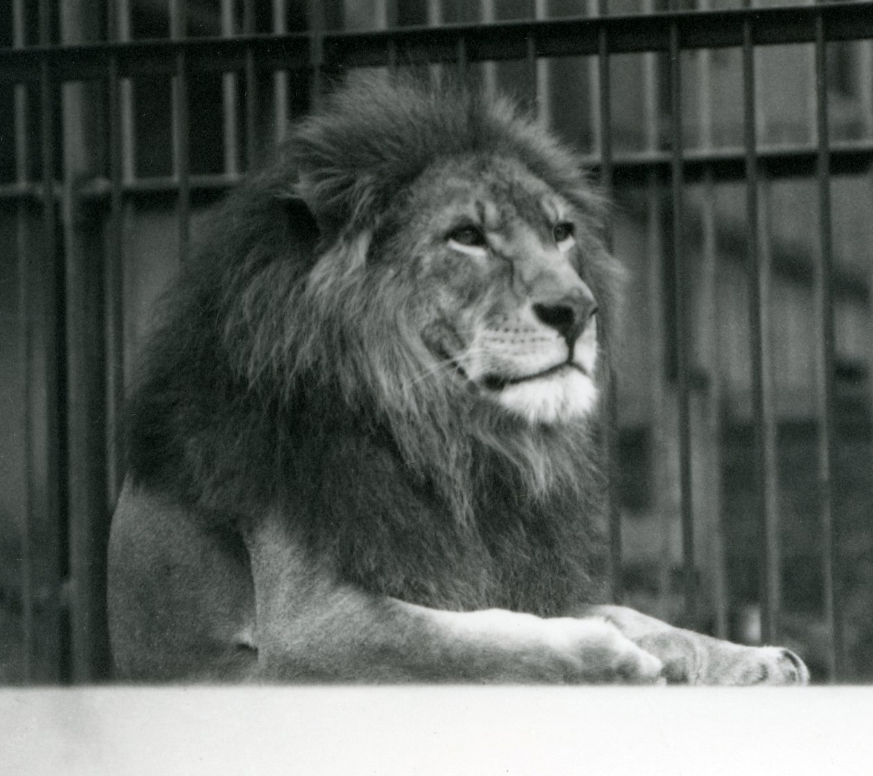 1925年1月、ロンドン動物園の囲いの中で横たわるオスライオン「クジャ」（モノクロ写真 作： フレデリックウィリアムボンド