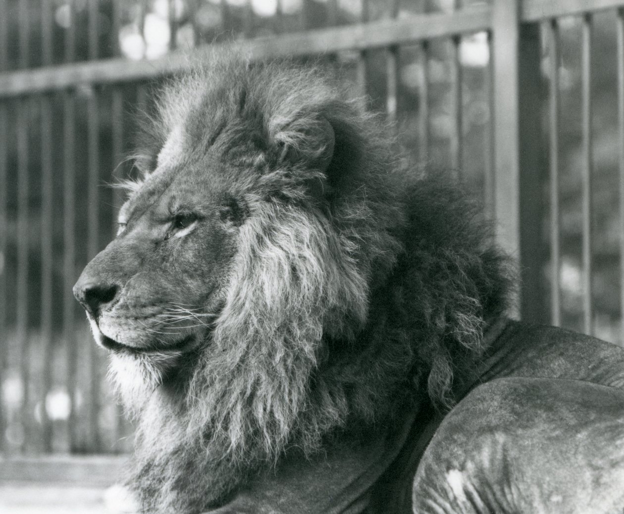 1927年9月にロンドン動物園の囲いに横たわっている雄のライオントト 作： フレデリックウィリアムボンド
