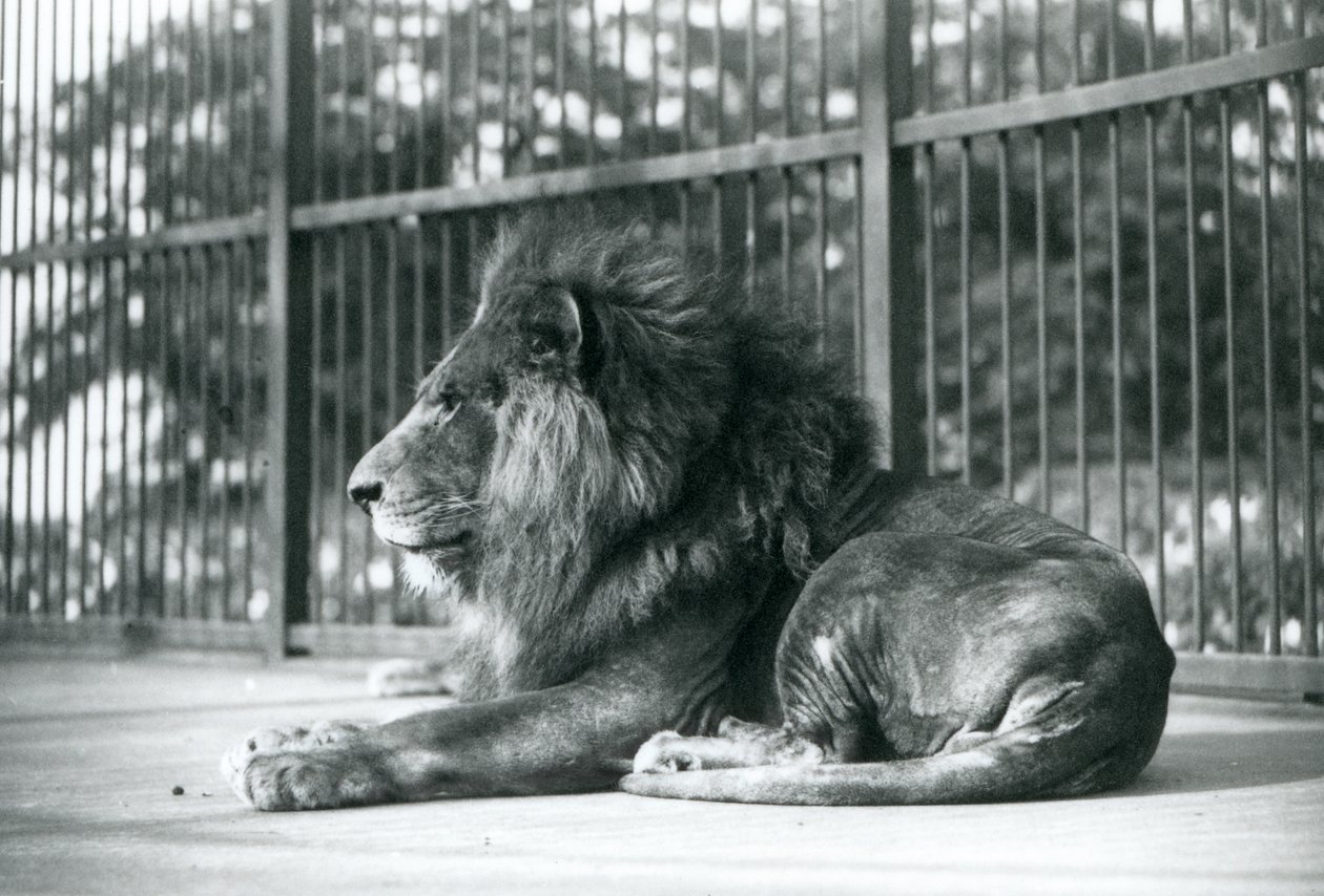 1927年9月にロンドン動物園の囲いに横たわっている雄のライオントト 作： フレデリックウィリアムボンド