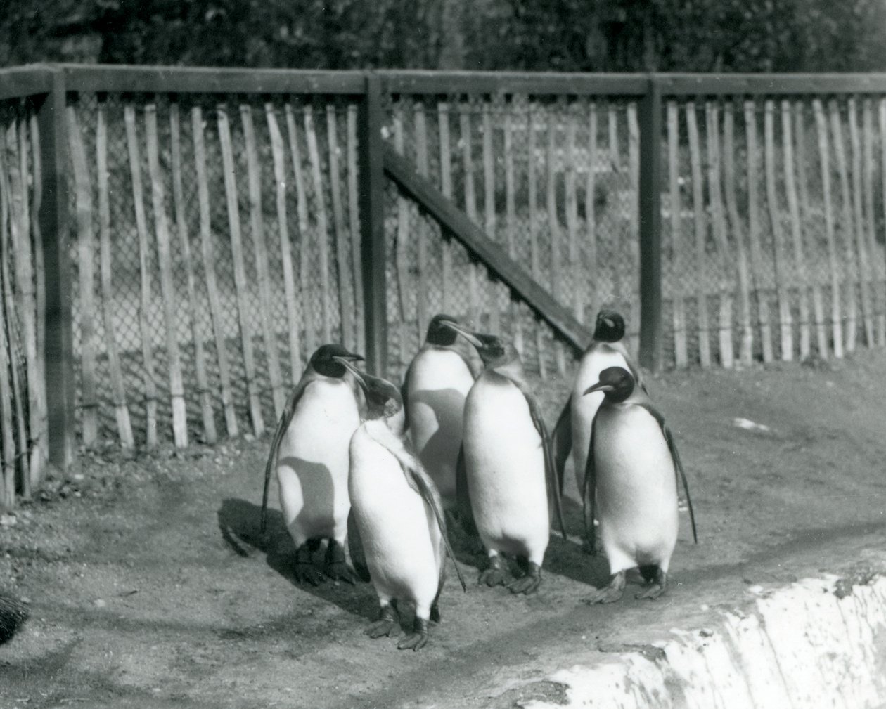 1927年にロンドン動物園でプールのそばを歩く6人のキングペンギン 作： フレデリックウィリアムボンド
