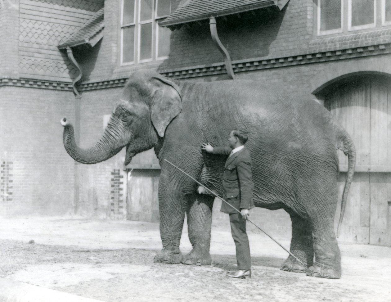 サイードアリ、エレファントハウスの前でインディアラニを訓練、1923年8月、ロンドン動物園（bw写真） 作： フレデリックウィリアムボンド