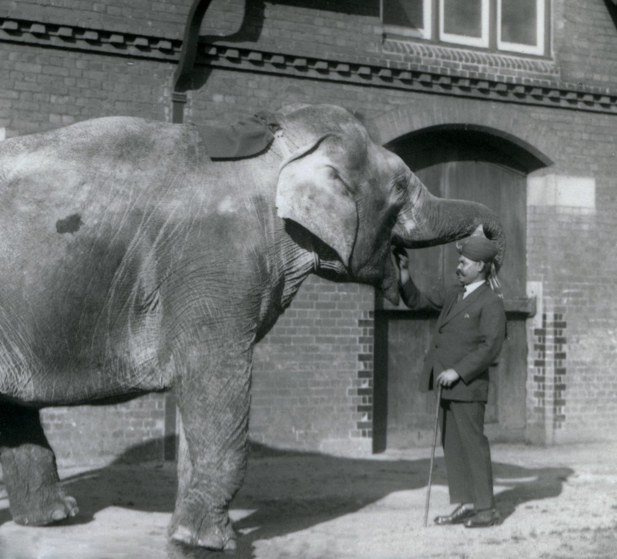 1925年10月、サイードアリがロンドン動物園のエレファントハウスの前でインディアラニを訓練する 作： フレデリックウィリアムボンド