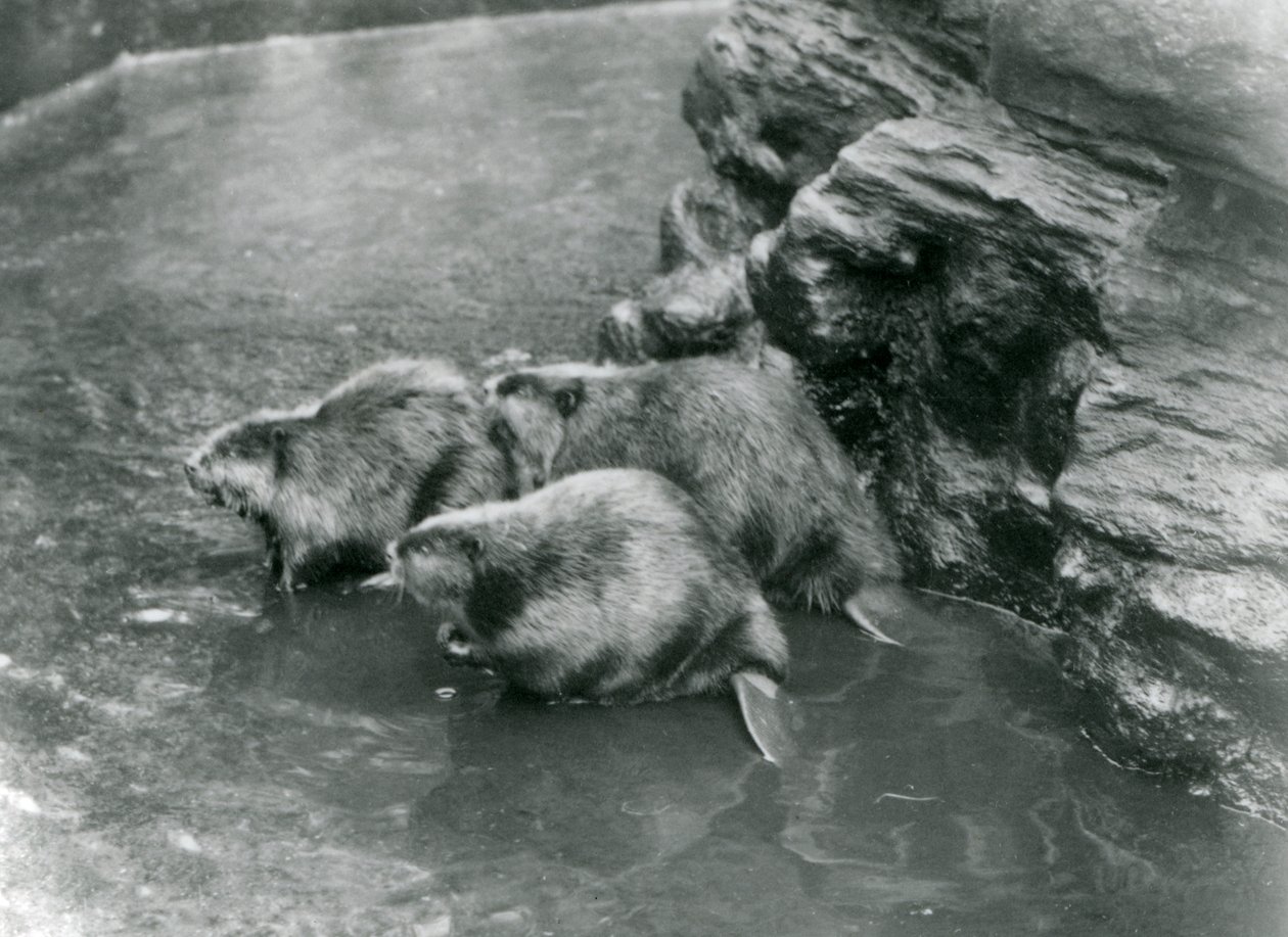 1920年代のロンドン動物園のプールにいる3人のビーバー 作： フレデリックウィリアムボンド