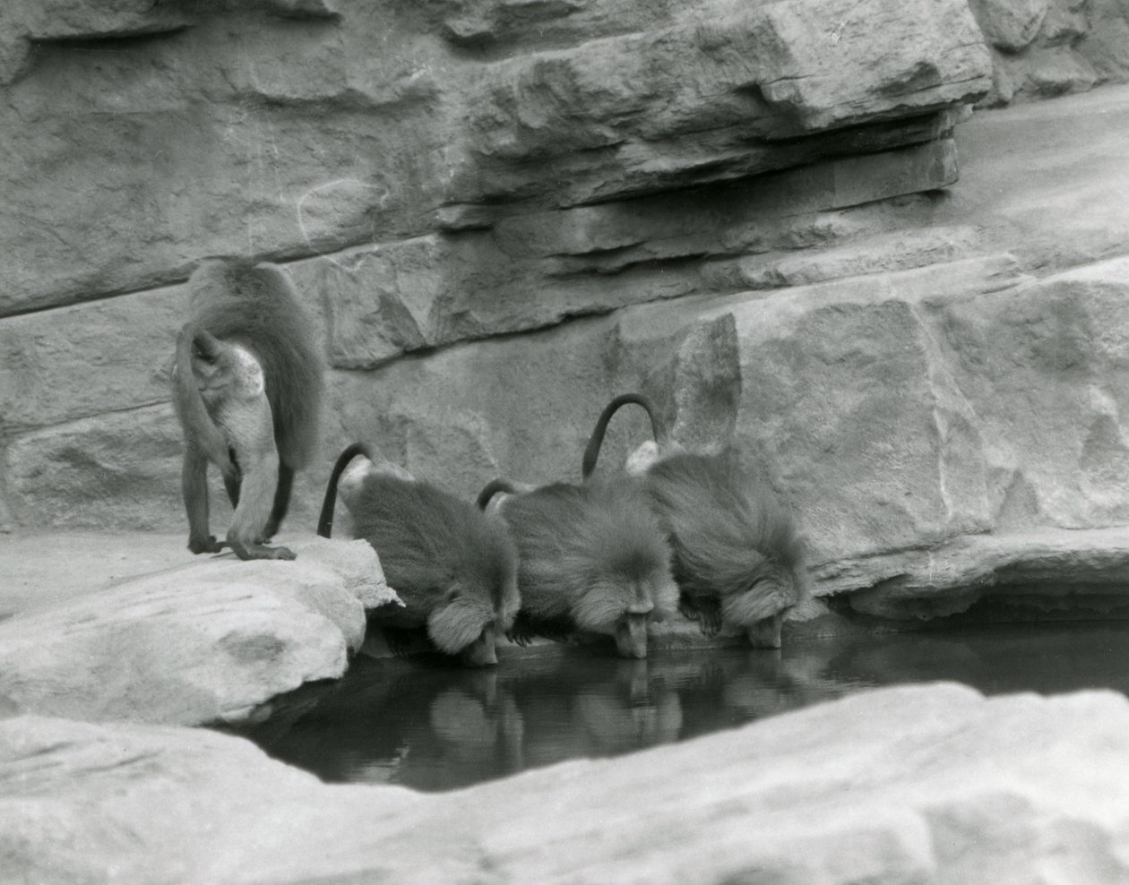 1925年6月、ロンドン動物園の4人目の散歩中に、3つの聖なるヒヒが岩だらけの囲いのプールから飲みます。 作： フレデリックウィリアムボンド