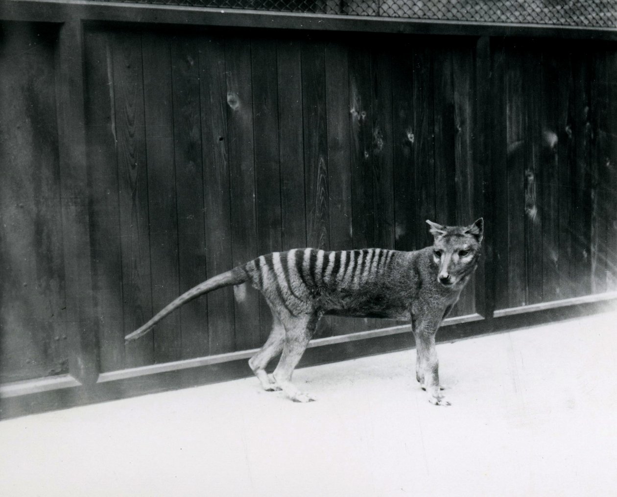 1930年以前のロンドン動物園のチラシンタスマニアンウルフ 作： フレデリックウィリアムボンド