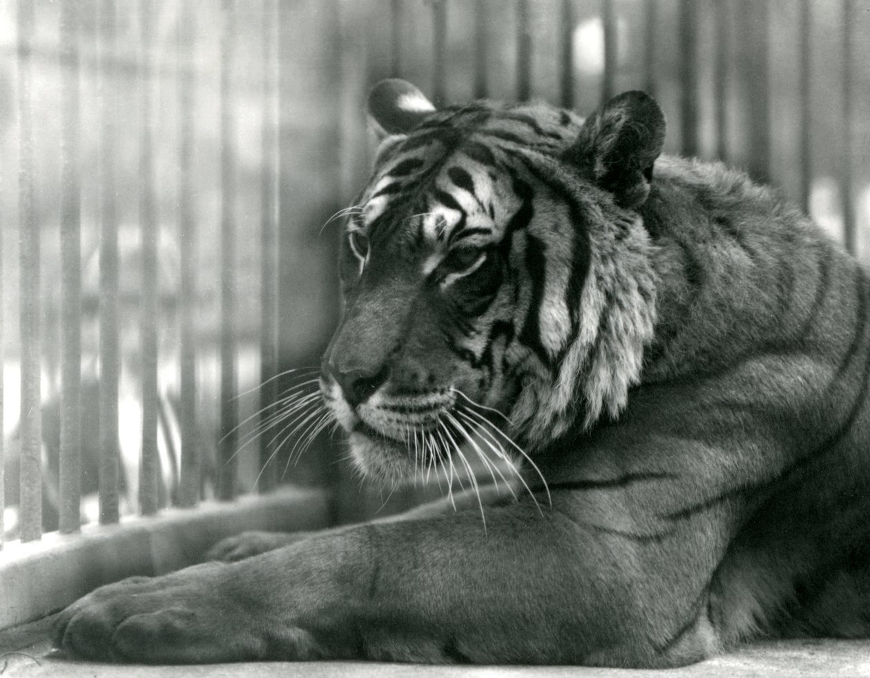 ロンドン動物園のタイガーサム、1925年 作： フレデリックウィリアムボンド