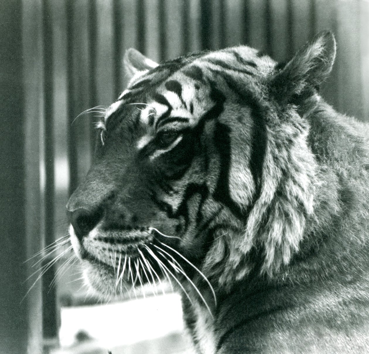 1925年にロンドン動物園でタイガーサム 作： フレデリックウィリアムボンド
